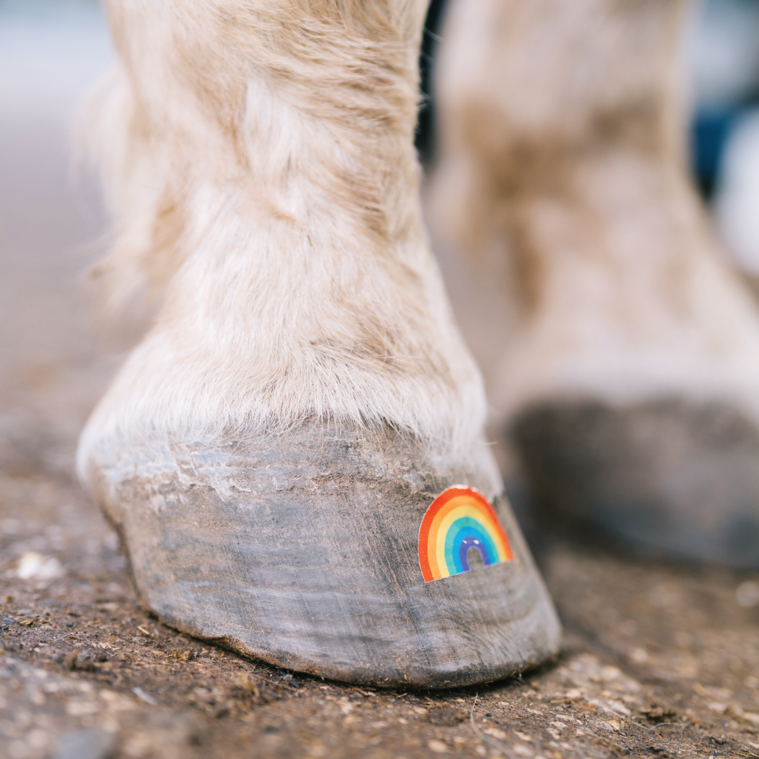 Regenbogen
