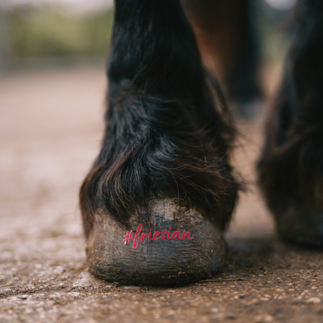 #friesian