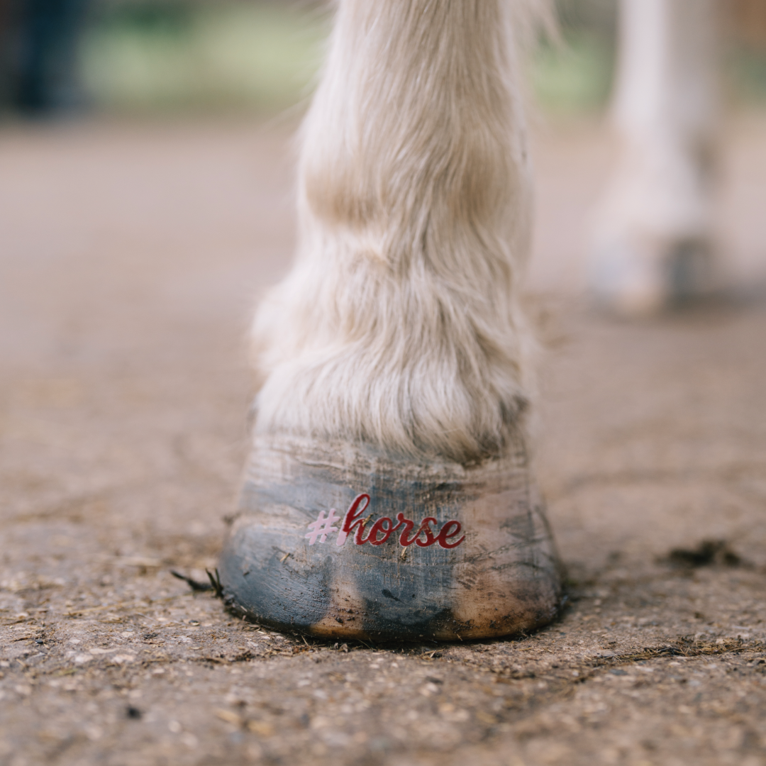 #horse