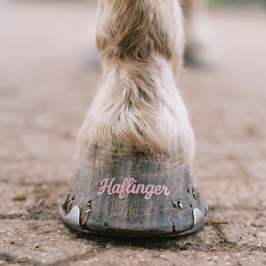 Haflinger