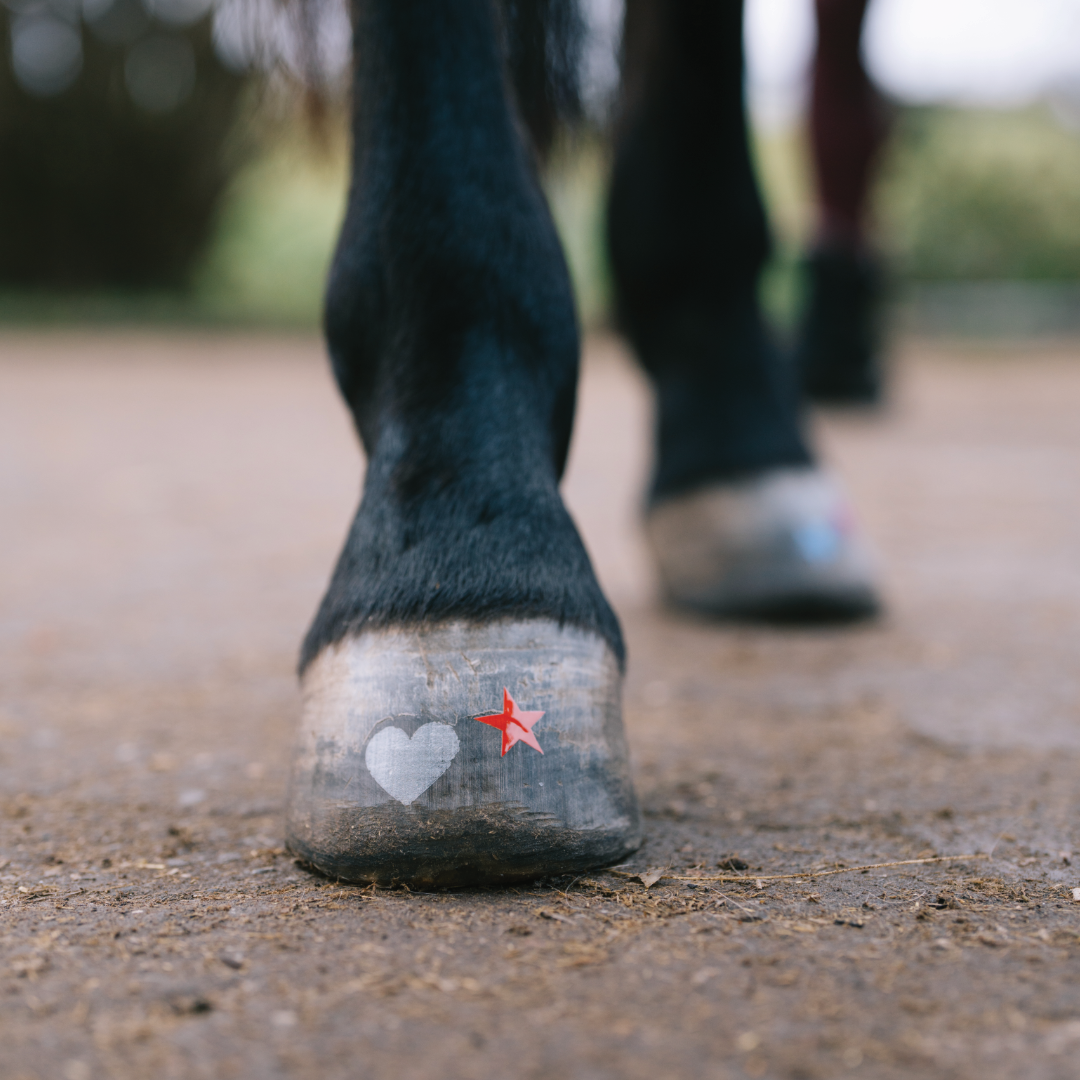 Herz - in verschiedenen Farben