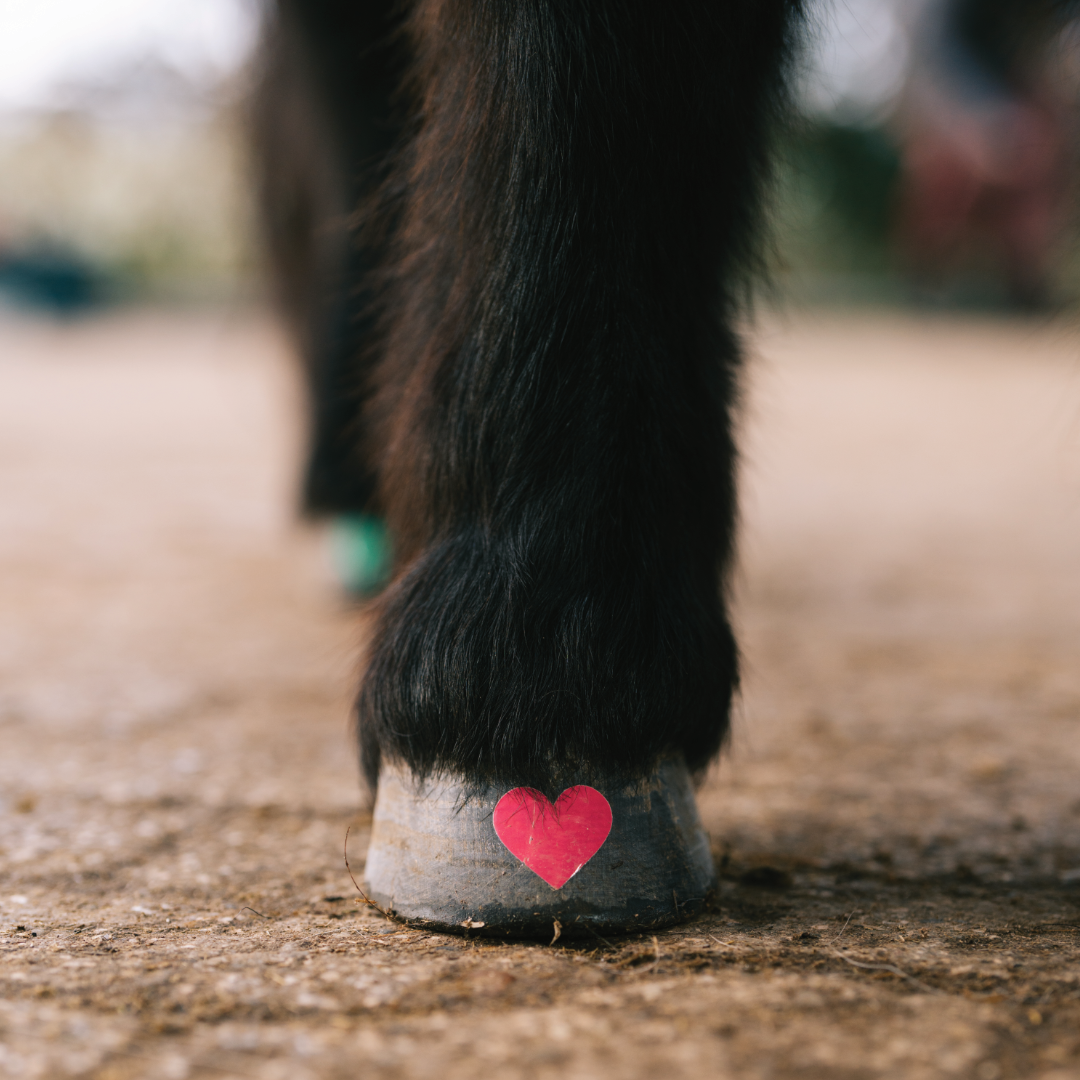 Herz - in verschiedenen Farben