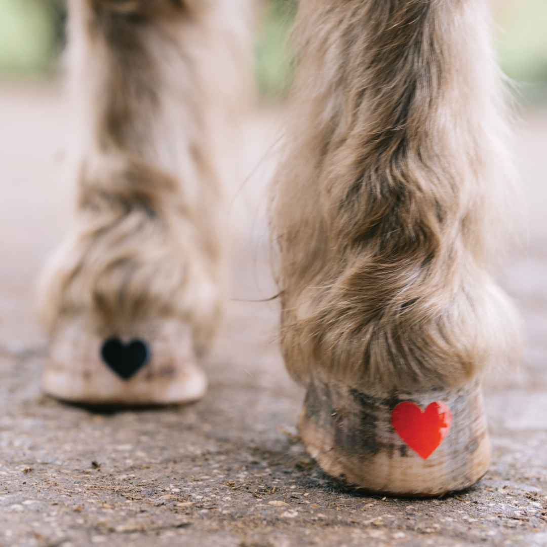 Herz - in verschiedenen Farben