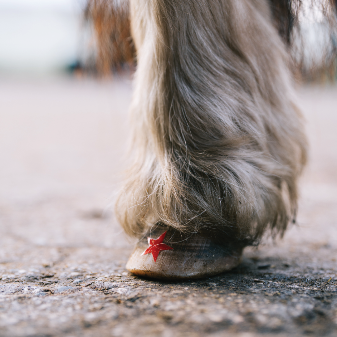 Stern - in verschiedenen Farben