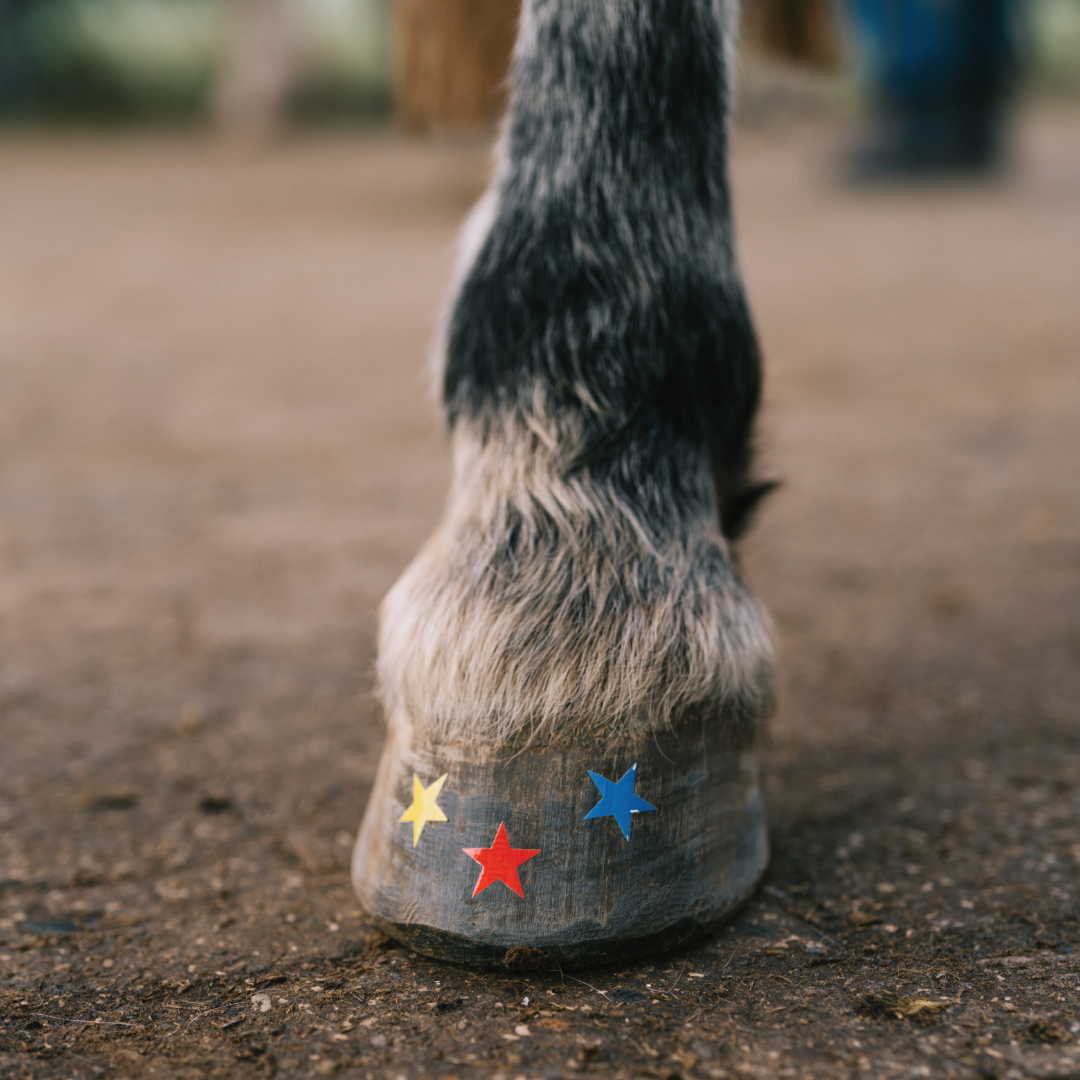 Stern - in verschiedenen Farben