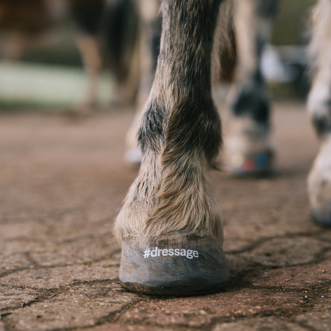 #dressage