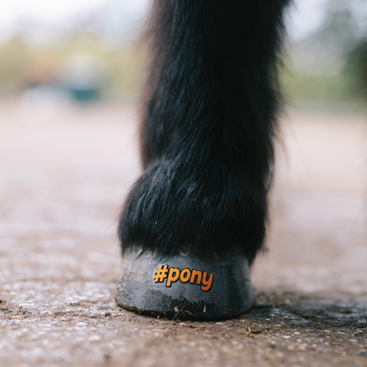 #pony